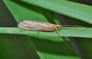 tricotteri