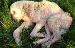 abbandono del cane Iside, salvato dall'Oipa
