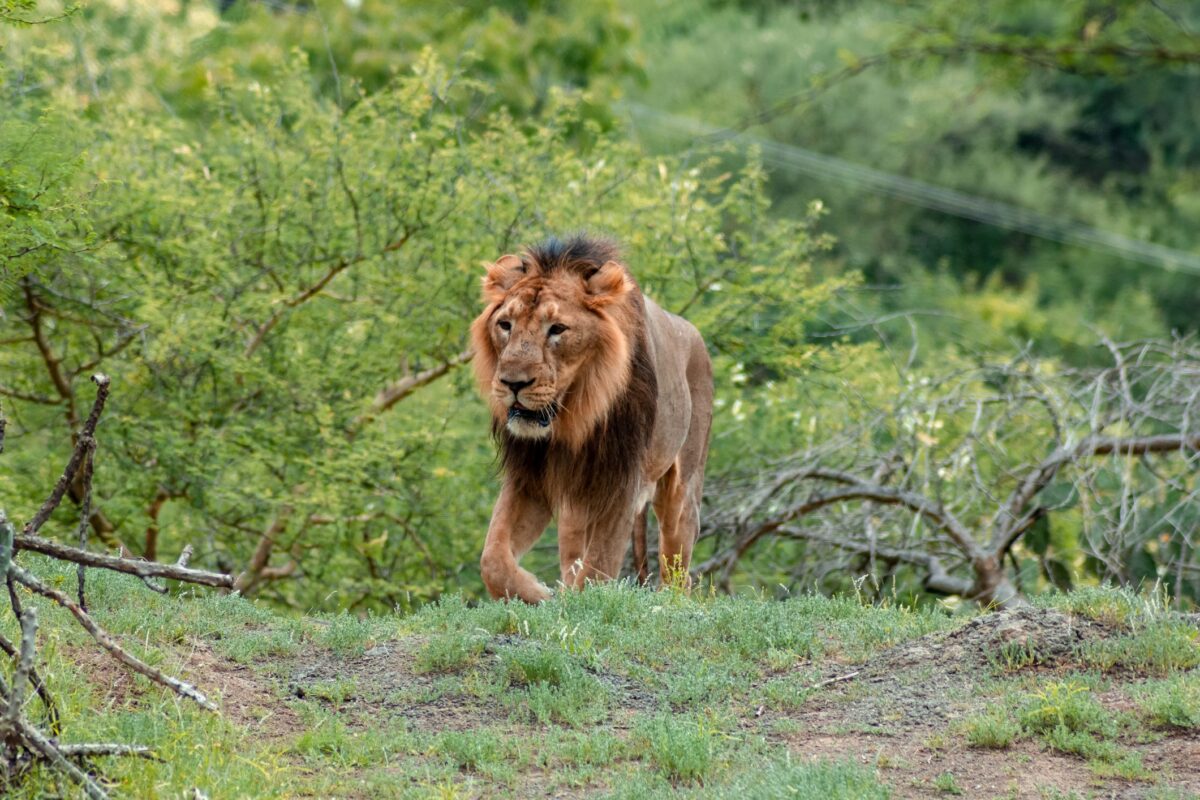 Lonkiito leone ucciso dai pastori per difendere le loro mandrie