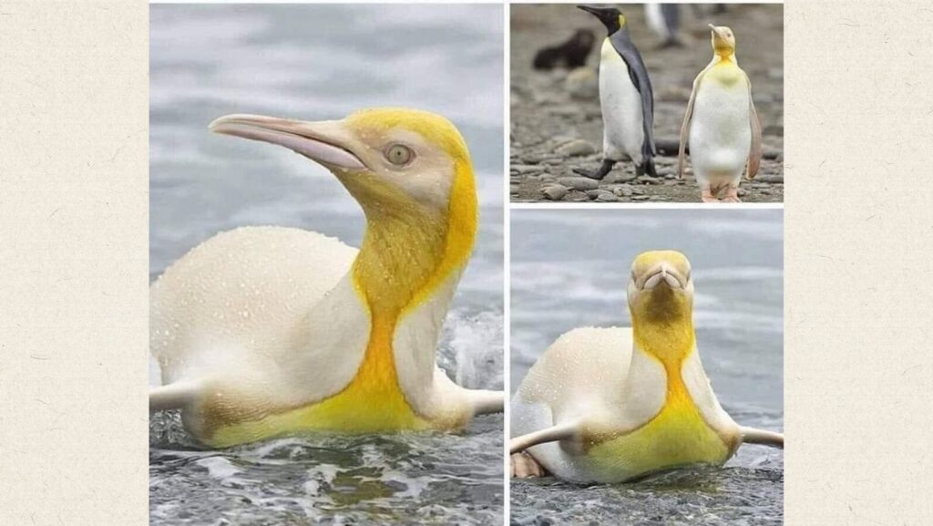 Pingüino penacho amarillo en su entorno de piedra natural con un faro