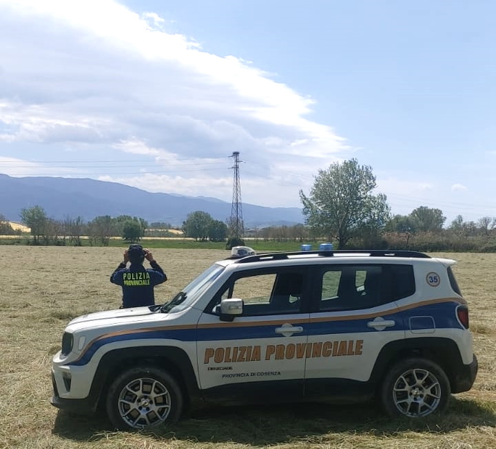 Polizia Provinciale Cosenza - controllo nidi cicogne bianche