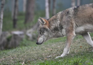Giornata mondiale della biodiversità