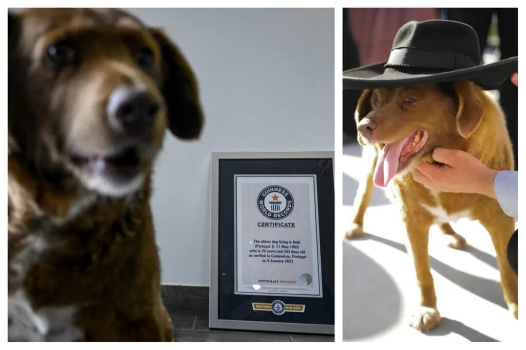 Bobi, il cane più longevo al mondo