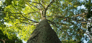 cerro bianco o collina bianca in Ecuador