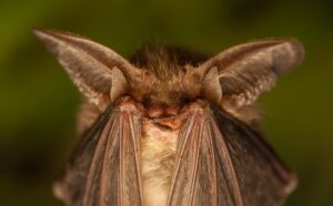 coronavirus nei pipistrelli infetti