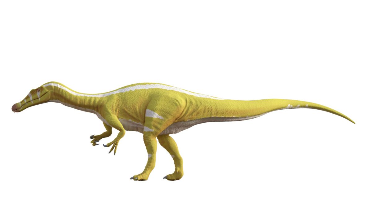 dinosauro spinosauri