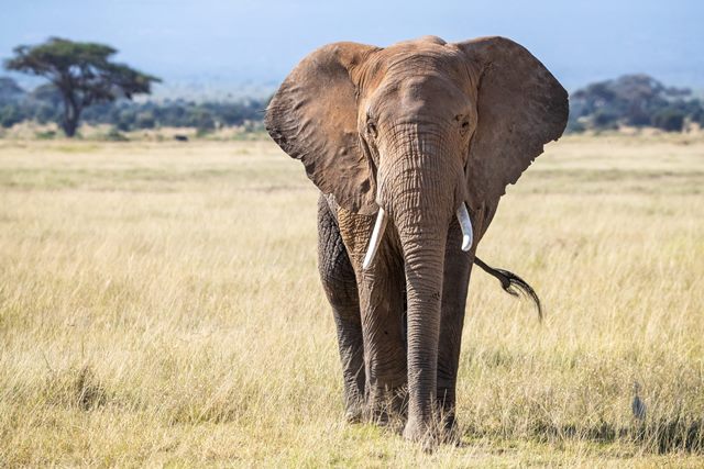 elefanti in Africa