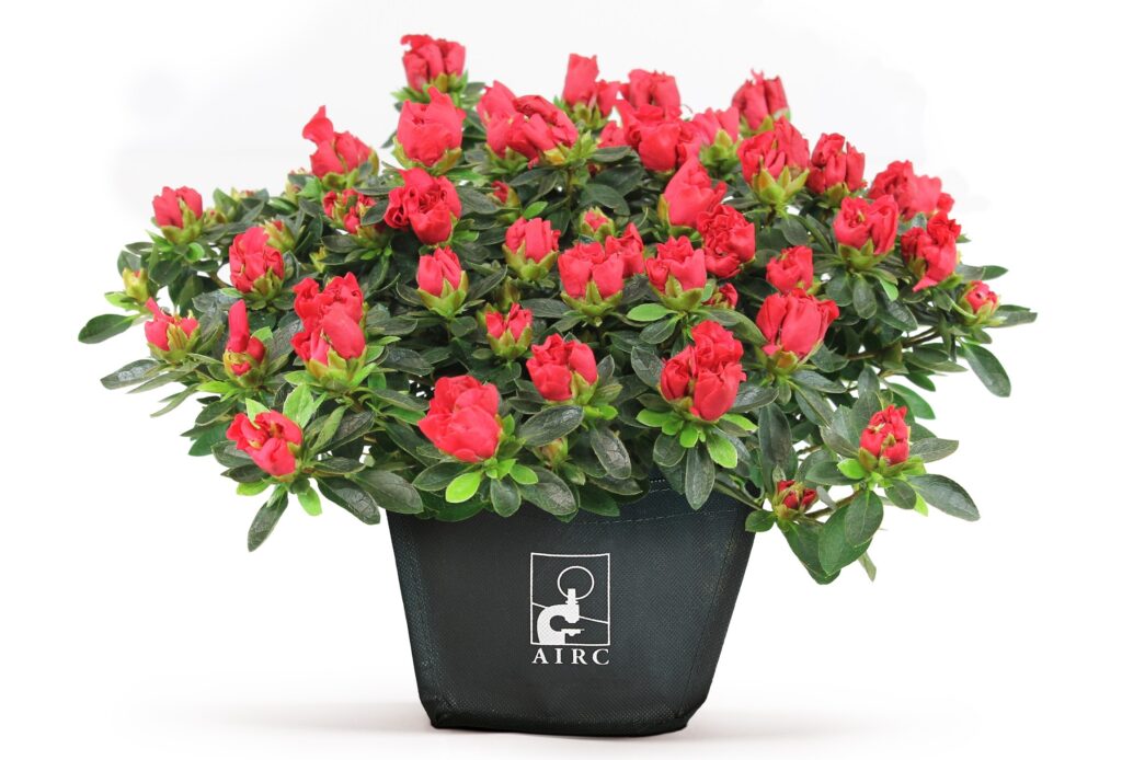 Azalea della ricerca