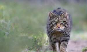 gatto-selvatico-scozzese-