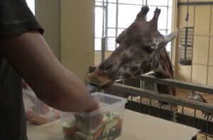 giraffe esperimento