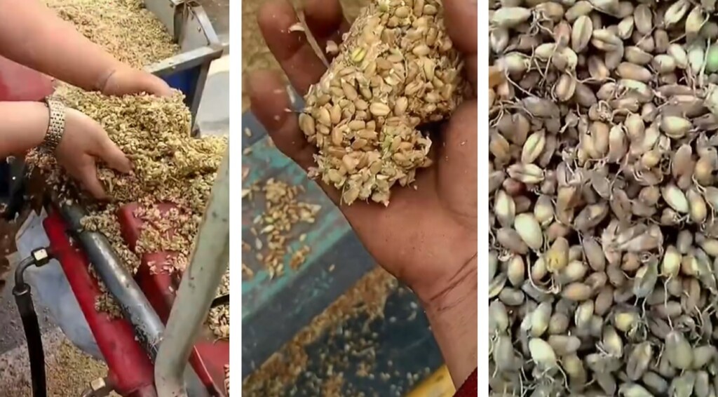 grano cina italia maltempo