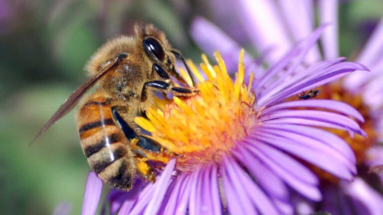 Giornata mondiale delle api inquinamento notturno