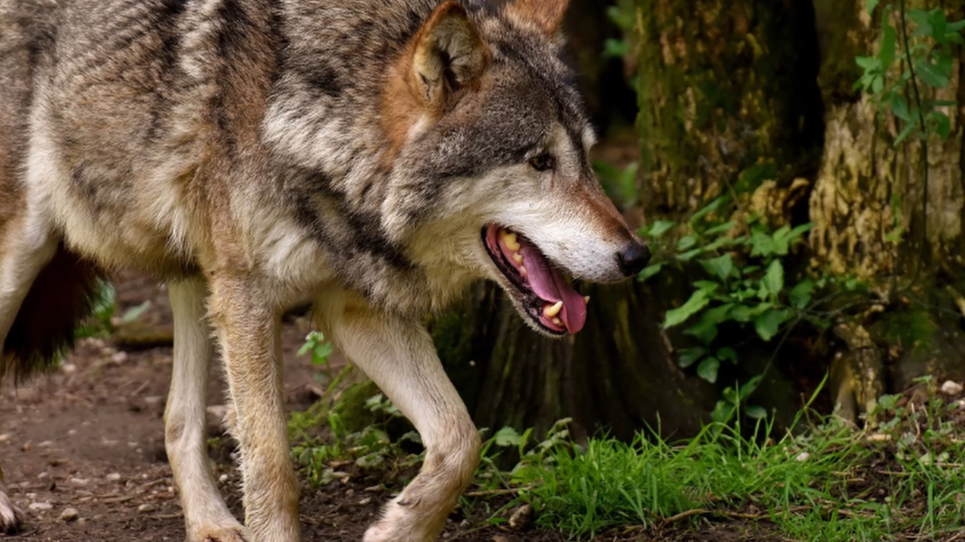 Trentino: eseguito il decreto di abbattimento di un lupo, insorgono gli animalisti