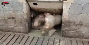 maiali che girano tra gli animali in decomposizione nell'allevamento lager a Calvisano