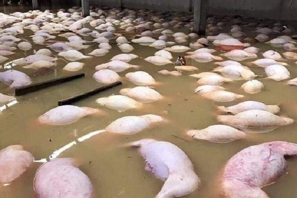 maiali morti annegati alluvione