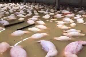 maiali morti annegati alluvione