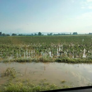 maltempo agricoltura