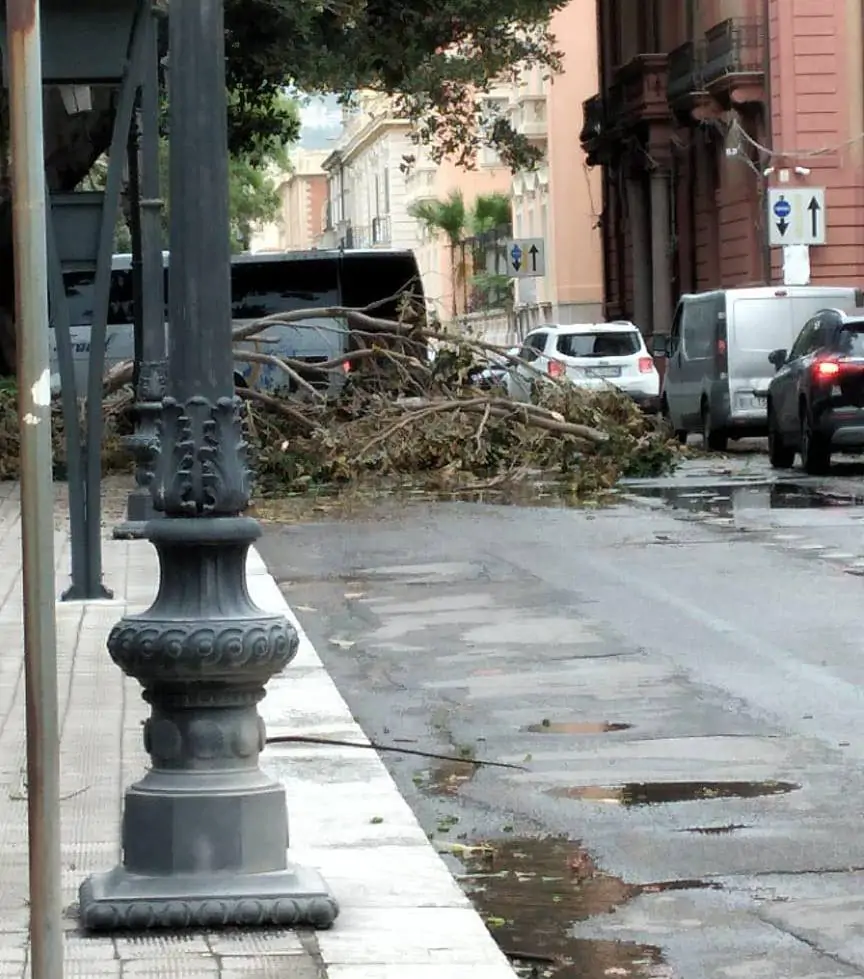 Maltempo a Reggio Calabria, uomo muore schiacciato da albero sradicato
