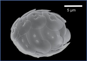 microalghe H. carteri