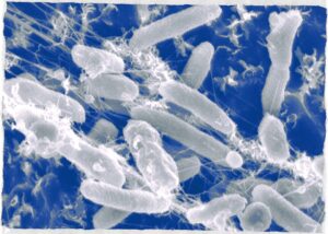 microbi mangia plastica microbiomi