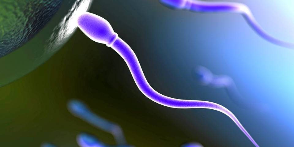 microplastiche nello sperma umano