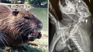 nutria Ciccio trovata agonizzante a Modena