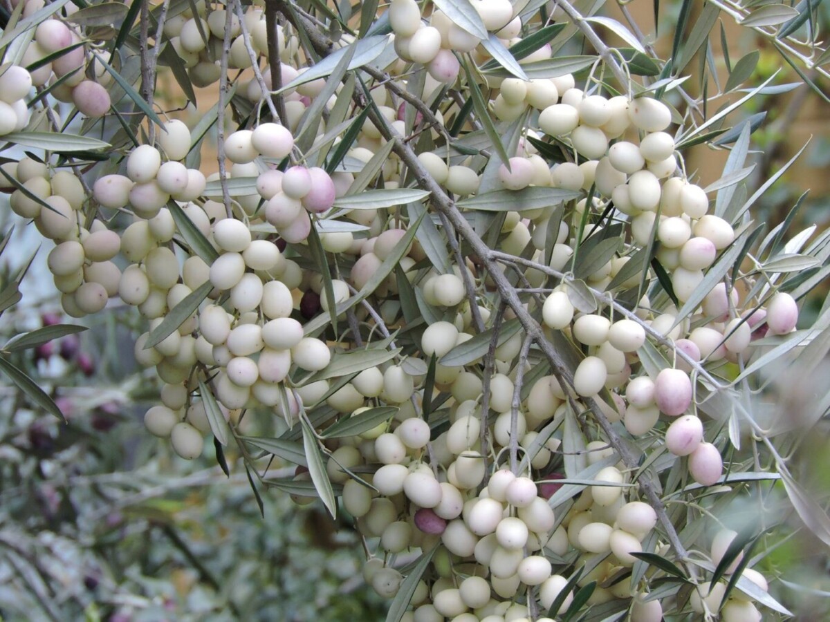 olivo bianco
