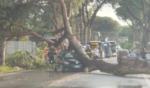platano roma nomentana