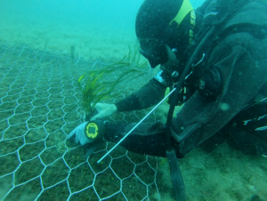 posidonia sardegna
