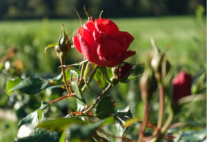 profumo delle rose