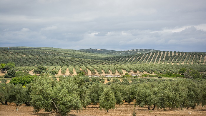 siccità Spagna e produzione olio di oliva a rischio