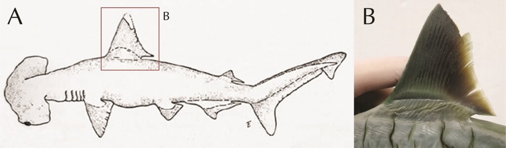 squalo martello calci