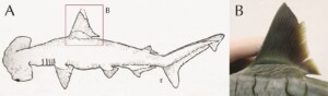 squalo martello calci
