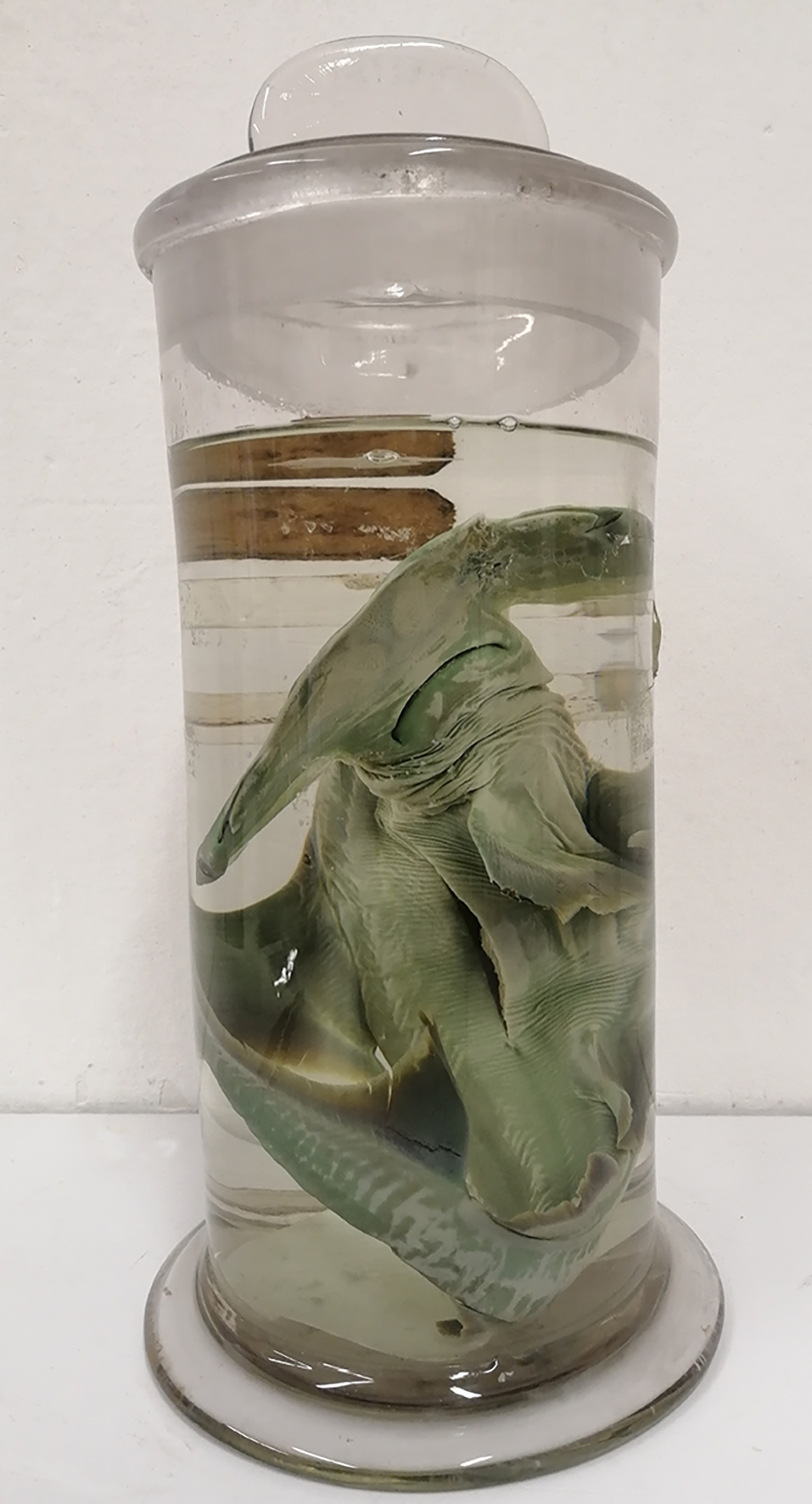 squalo martello calci
