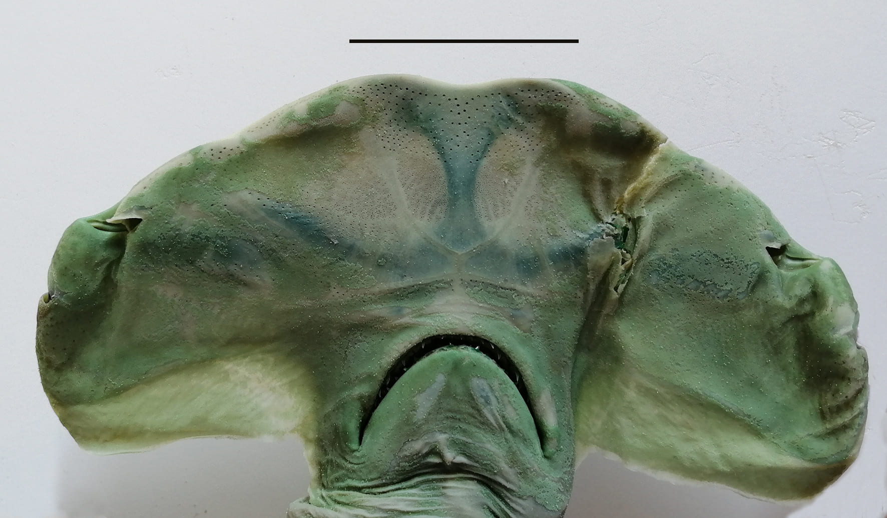 squalo martello calci