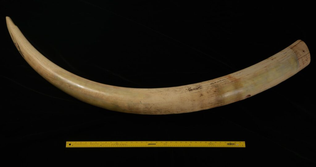 zanna mammut africano