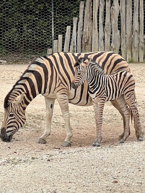 cucciolo di zebra