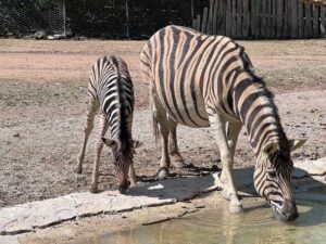 cucciolo di zebra