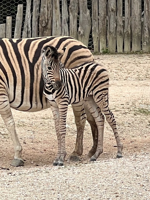 cucciolo di zebra