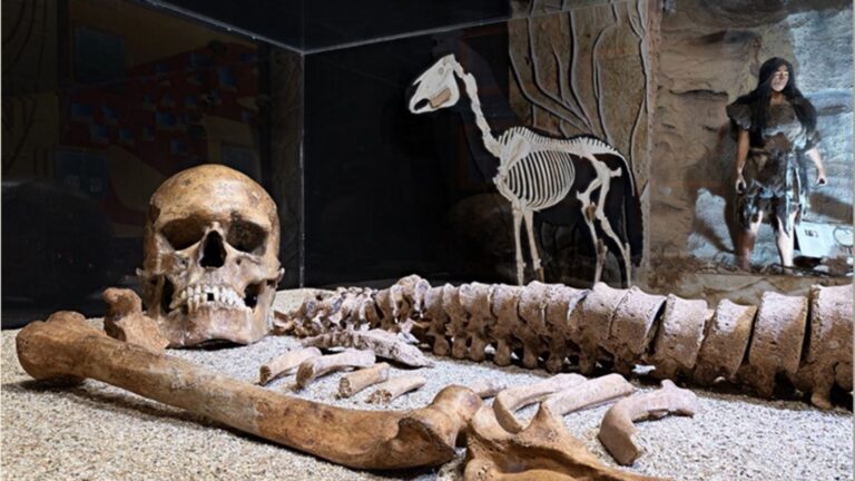 Lo-scheletro-di-Thea-al-museo-Gemmellaro-foto-Società-paleontologica-italiana