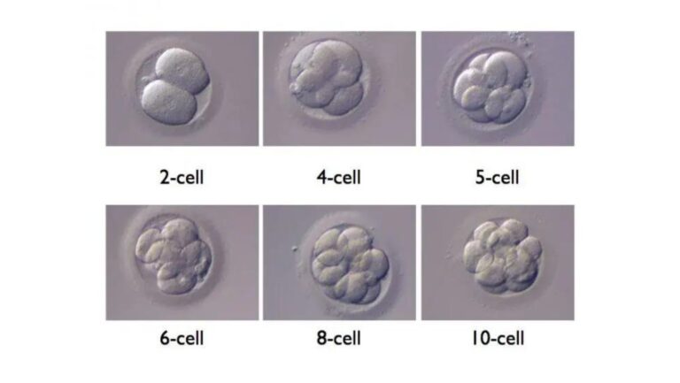 embrione sintetico umano