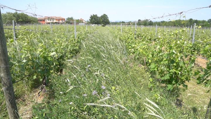 progetto Resil-Vigna per il vigneto del futuro