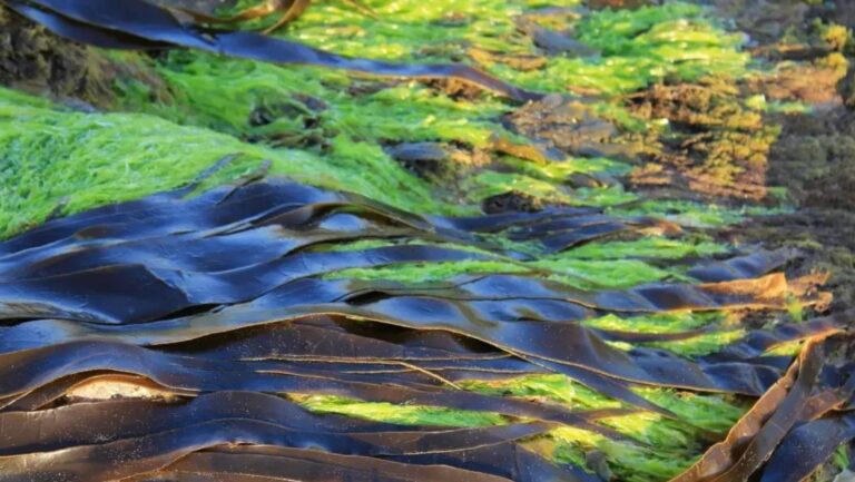 la funzione delle alghe per catturare carbonio