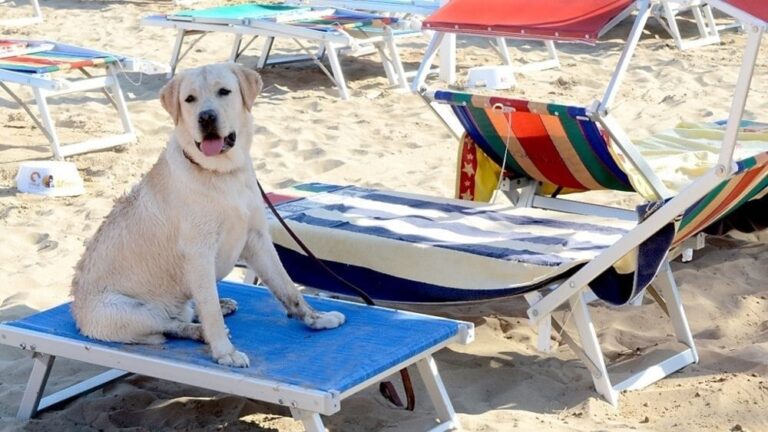 decalogo per i proprietari che portano i cani in spiaggia