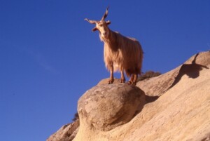 capra aspromontana