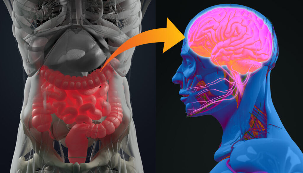 connessioni tra il cervello e l'intestino