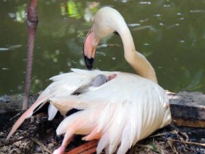 nascita fenicotteri rosa al Parco Zoo Falconara