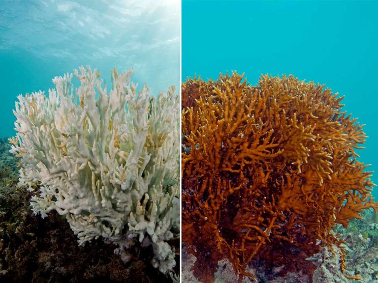 sbiancamento dei coralli