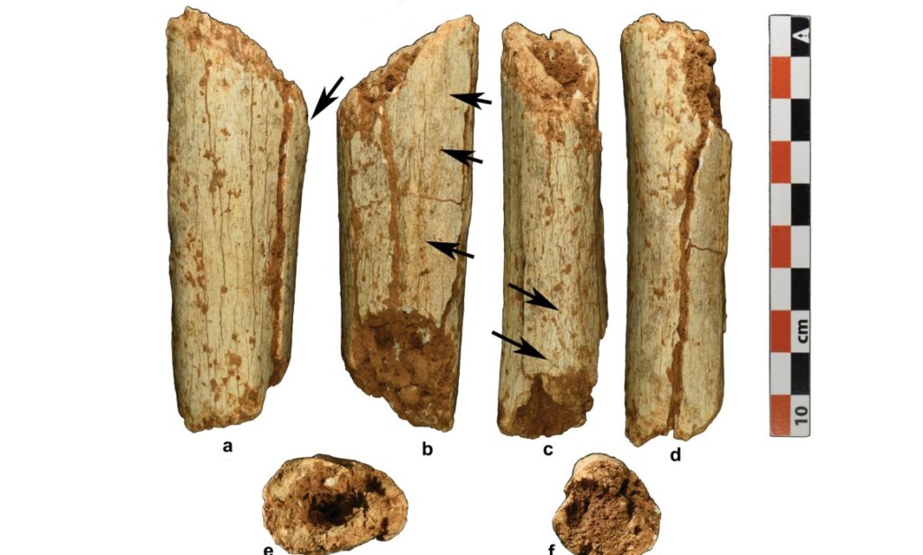 fossili Homo sapiens