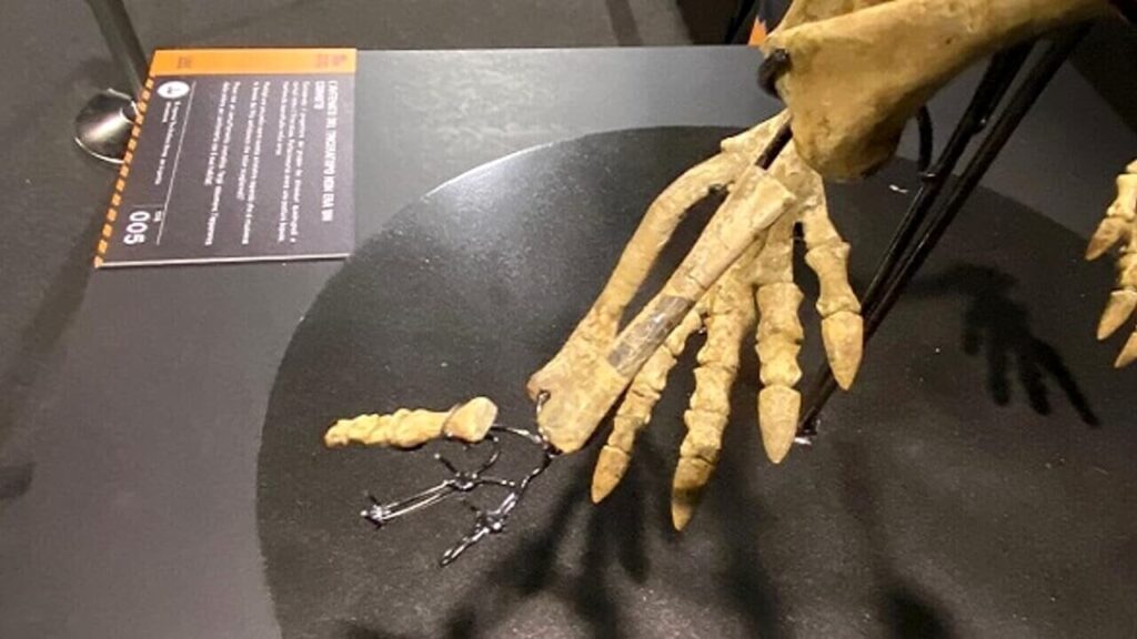 fossile di dinosauro rubato